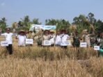 Wabup Lahat Hadiri Panen Padi Bersama, Dorong Peningkatan Produktivitas dan Kesejahteraan Petani